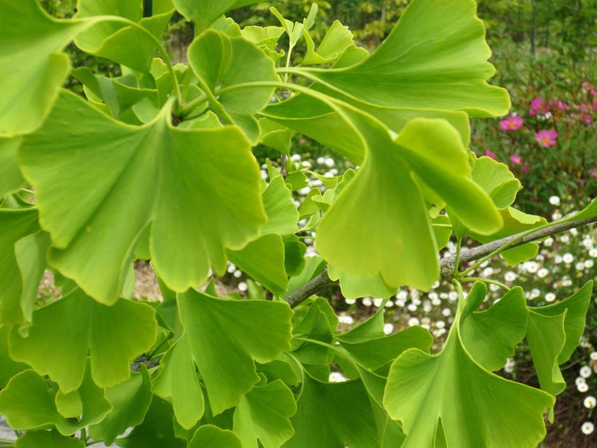 Twin Ginkgo Vila Giverny Exterior foto